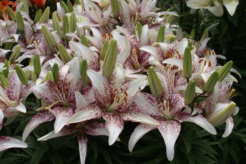 http://www.growingcolors.com/_ccLib/image/plants/DETA-2161.jpg