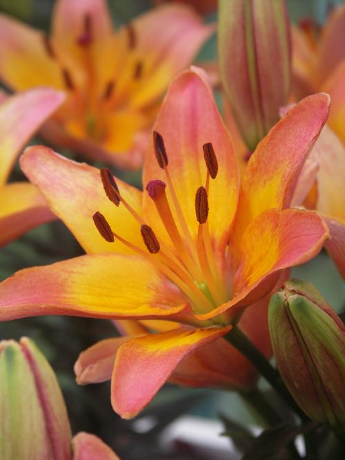 Credit One Application >> Lilium - Asiatic Pot Lily Tango Passion Ladylike from ... Credit One Application >> Lilium - Asiatic Pot Lily Tango Passion Ladylike from ...