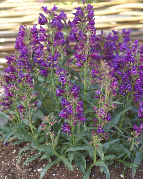 Beard Tongue Penstemon schmidel Purple Riding Hood from Growing Colors