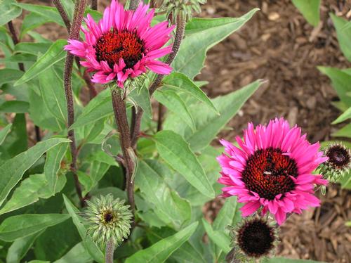 Echinacea purp. (Coneflower)