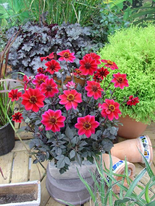 Dahlia Dracula