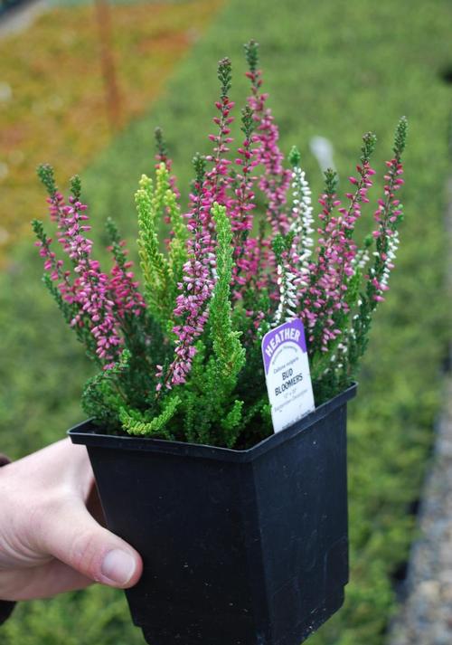 Heath & Heathers Heath 'Erica'