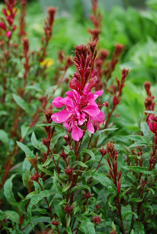 Gaura lindheimeri 'Gaudi™ Red'