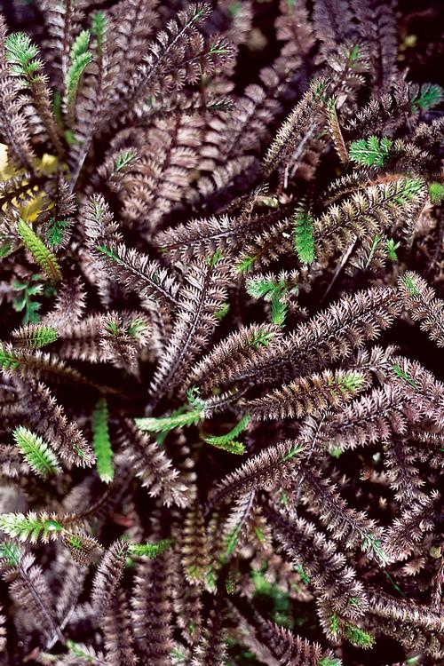 Brass Buttons Leptinella squalida Platt's Black from Paridon