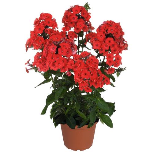 Phlox Dwarf Garden paniculata 'Flame® Red'