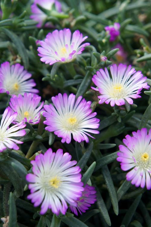 Hardy Ice Plant Delosperma WOW® Violet Wonder from Growing