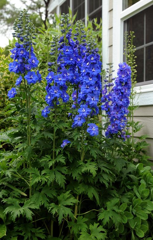 Larkspur Delphinium elatum Guardian Blue from Growing Colors