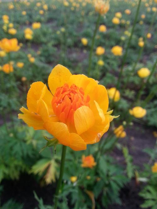 Globe Flower Trollius x. cultorum Orange Crest from Growing Colors