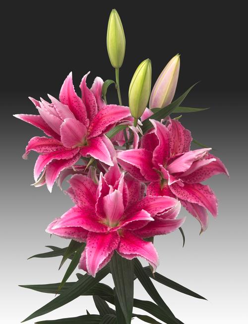 Lilium Oriental Lily Double Flowering Rose Lily™ Thalita from Growing