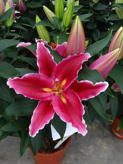 Lilium - Oriental Pot Lily Looks™ 'Sunny Martinique'