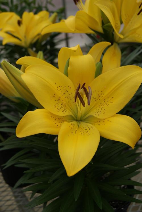 Lilium - LA Hybrid Lily Summer Sun®