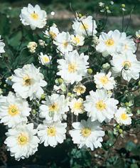 Anemone x (Japanese Anemone)