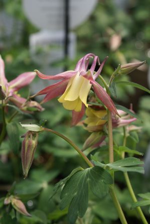 Aquilegia flabellata (Columbine)