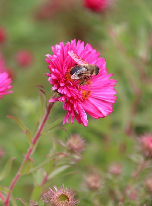 Aster Dumosus Alert