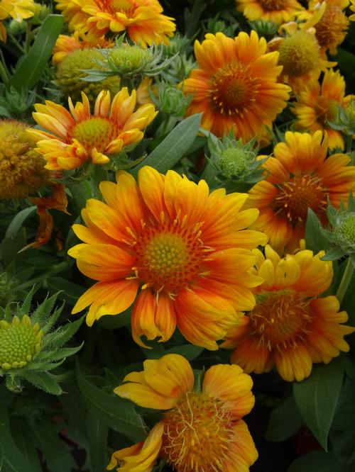 Blanket Flower Gaillardia grandiflora Mesa™ Peach from Growing Colors