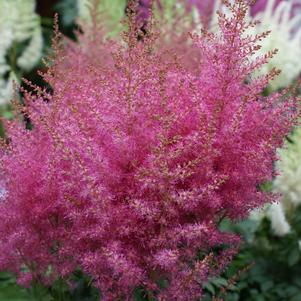 Astilbe hybrid 'Boogie Woogie'