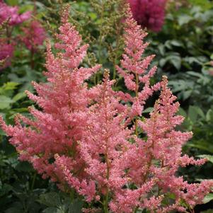Astilbe hybrid 'Country & Western'
