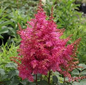 Astilbe hybrid 'Rhythm & Beat'