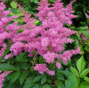 Astilbe hybrid 'Rhythm & Blues'