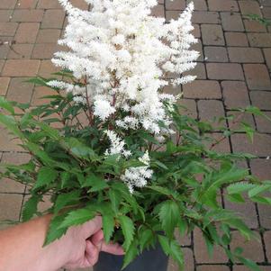 Astilbe hybrid 'Rock & Roll'