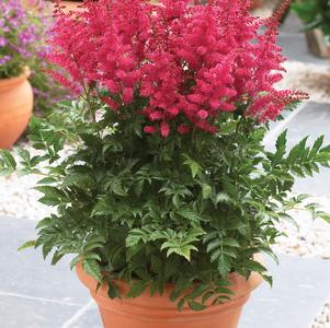 Astilbe hybrid 'Younique Carmine'