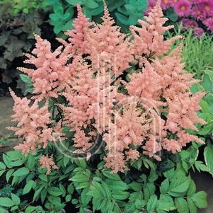 Astilbe japonica 'Europa'