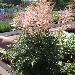 Astilbe simplicifolia 'Hennie Graafland'