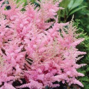 Astilbe simplicifolia 'Key Largo'