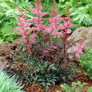 Astilbe simplicifolia 'Key West'