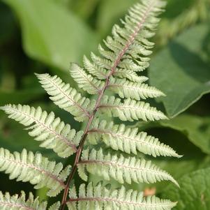 Athyrium hybrid 'Brandford Beauty'