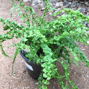 Athyrium filix-femina 'Frizelliae'