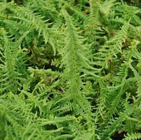Athyrium filix-femina 'Victoriae'