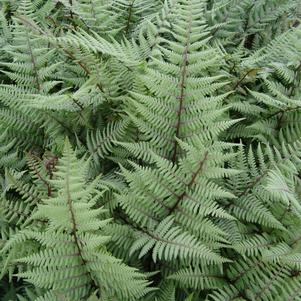 Athyrium filix-femina 'Ghost'