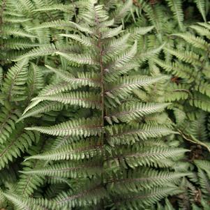 Athyrium niponicum 'Red Beauty'