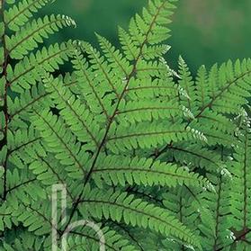 Athyrium otophorum 'var. oconum'