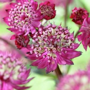 Astrantia major 'Abbey Road'