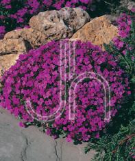 Aubretia  'Whitewell Gem'