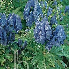 Aconitum fischeri