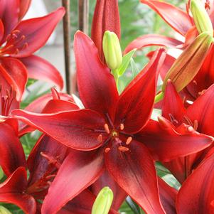 Asiatic Lily  'Blackout'