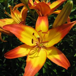 Asiatic Lily  'Cancun'