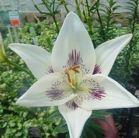 Asiatic Lily  'Centerfold'