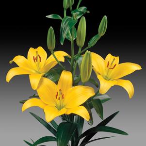 Asiatic Lily  'Gironde'