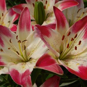 Asiatic Lily  'Lollypop'