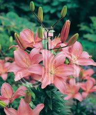 Asiatic Lily  'Toronto'