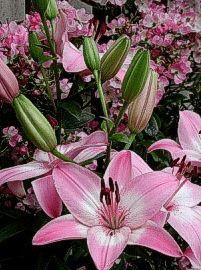 Asiatic Lily  'Vermeer'