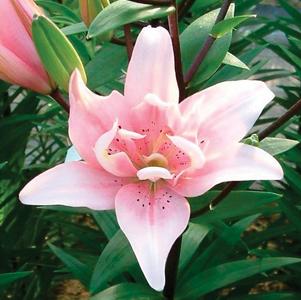 Asiatic Lily Double  'Elodie'