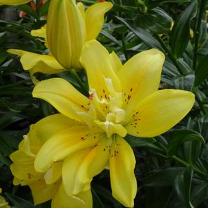 Asiatic Lily Double  'Fata Morgana'