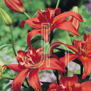 Asiatic Lily Double  'Sphinx'
