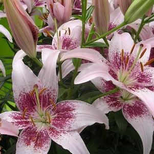 Asiatic Lily Tango  'Dot Com'