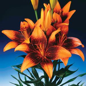 Asiatic Lily Tango  'Orange Art'